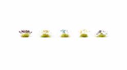FLORES SILVESTRES