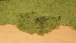 TREPADORAS/FOLLAJE VERDE MEDIO (PLANCHA DESMENUZABLE) (28 x 14 cm)
